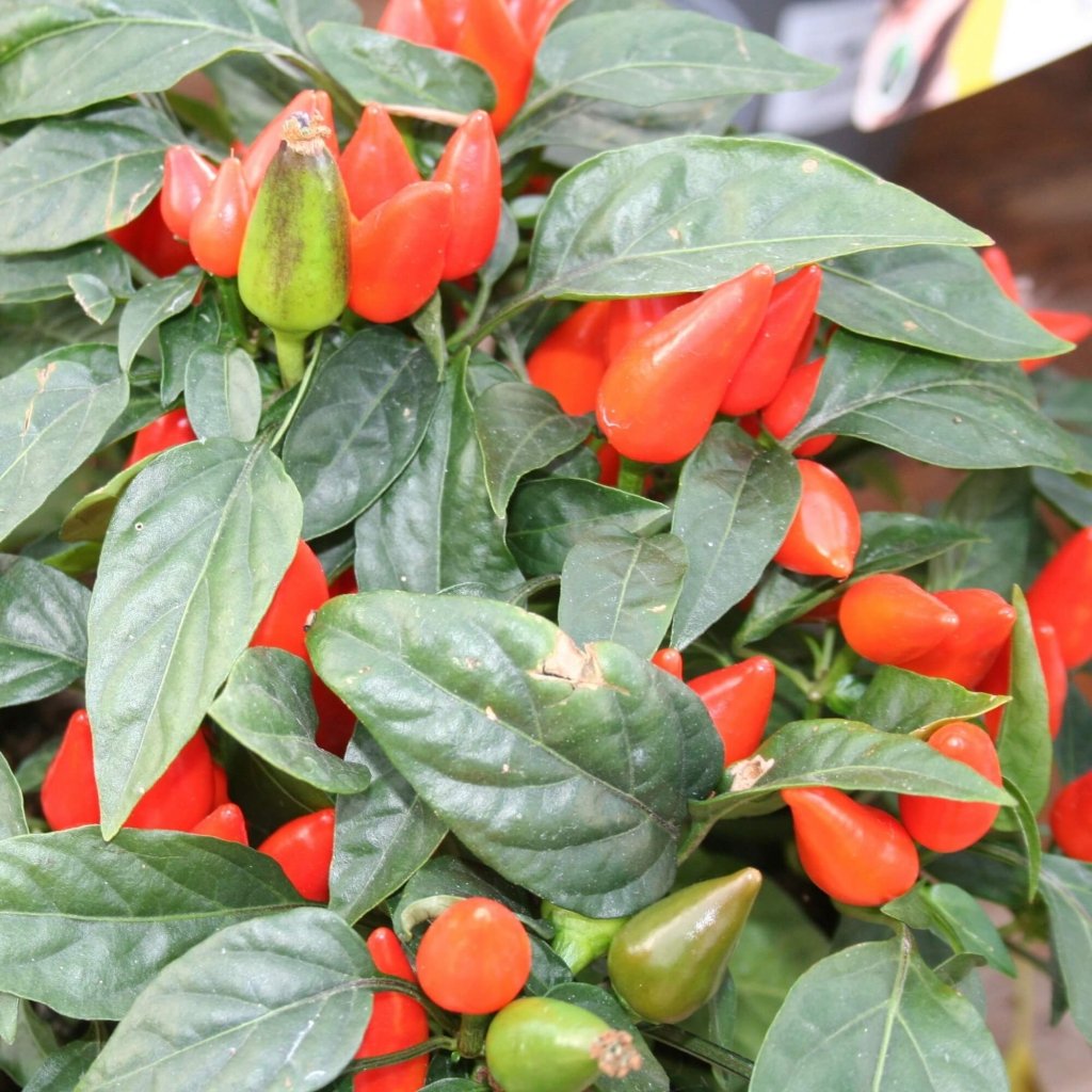 Chilli - Samba Red seeds - Happy Valley Seeds