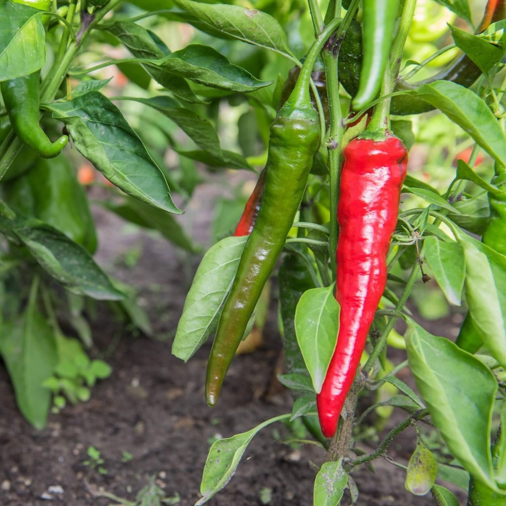 Chilli - Sang Cho seeds - Happy Valley Seeds