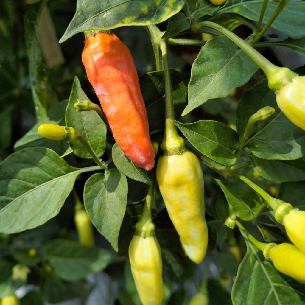 Chilli - Sherwoods Carbonero seeds - Happy Valley Seeds