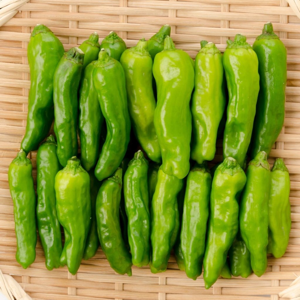 Chilli - Shishito seeds - Happy Valley Seeds