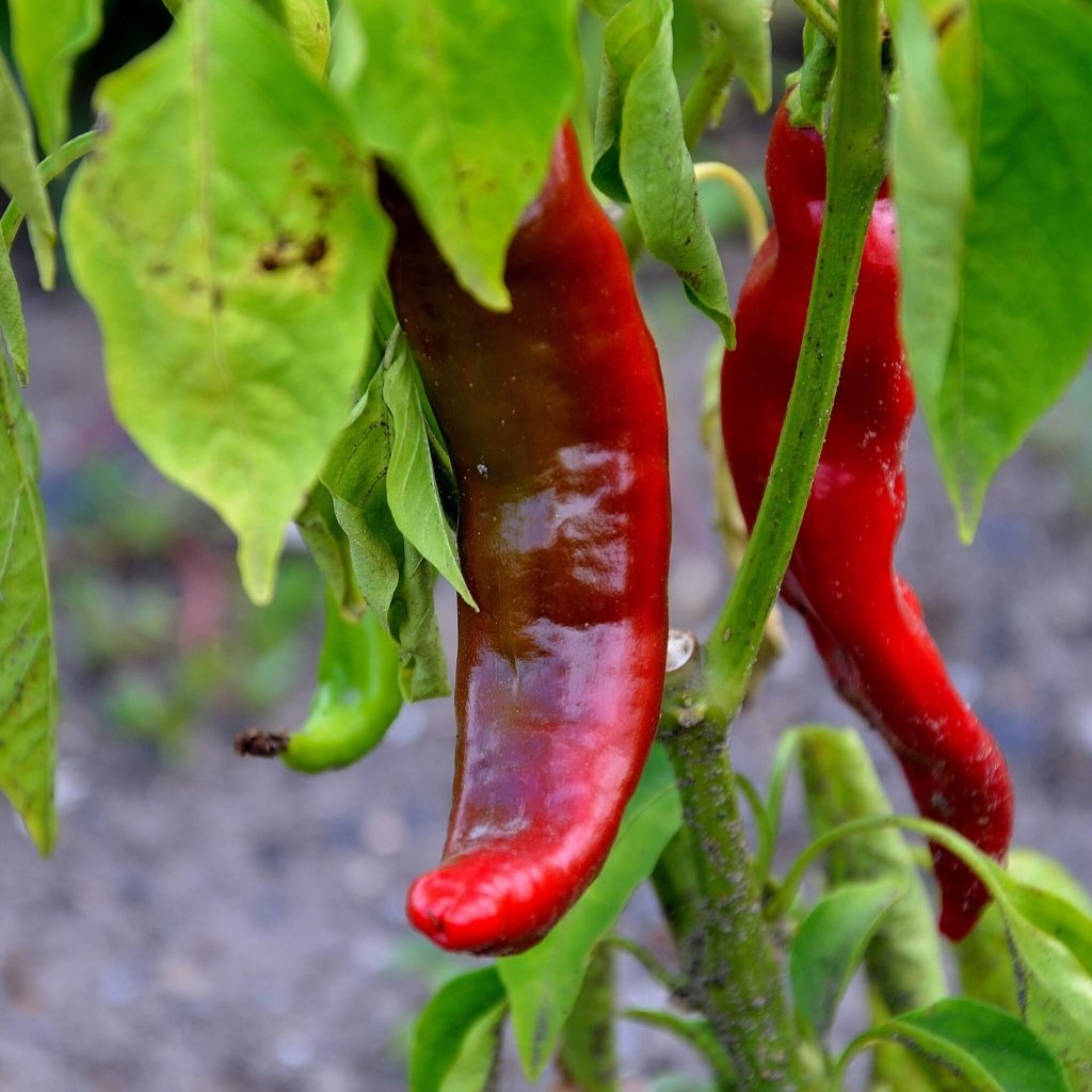 Chilli - Sweet Arrow F1 seeds - Happy Valley Seeds