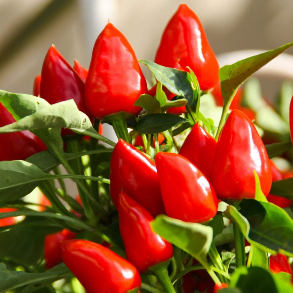 Chilli - Sweet Temptation seeds - Happy Valley Seeds