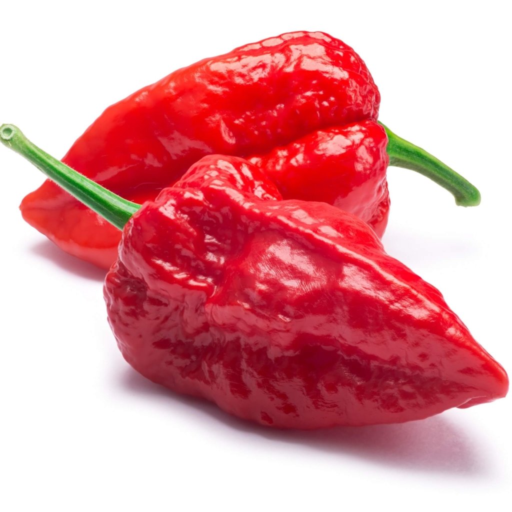 Chilli - Trinidad 7 Pod Barrackpore seeds - Happy Valley Seeds