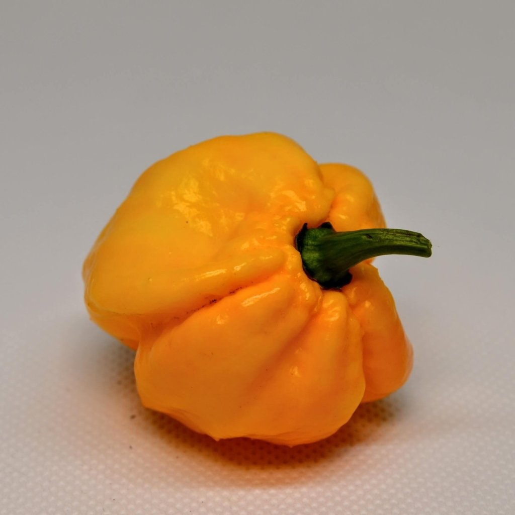 Chilli - Trinidad 7 Pod Brain Strain Yellow seeds - Happy Valley Seeds