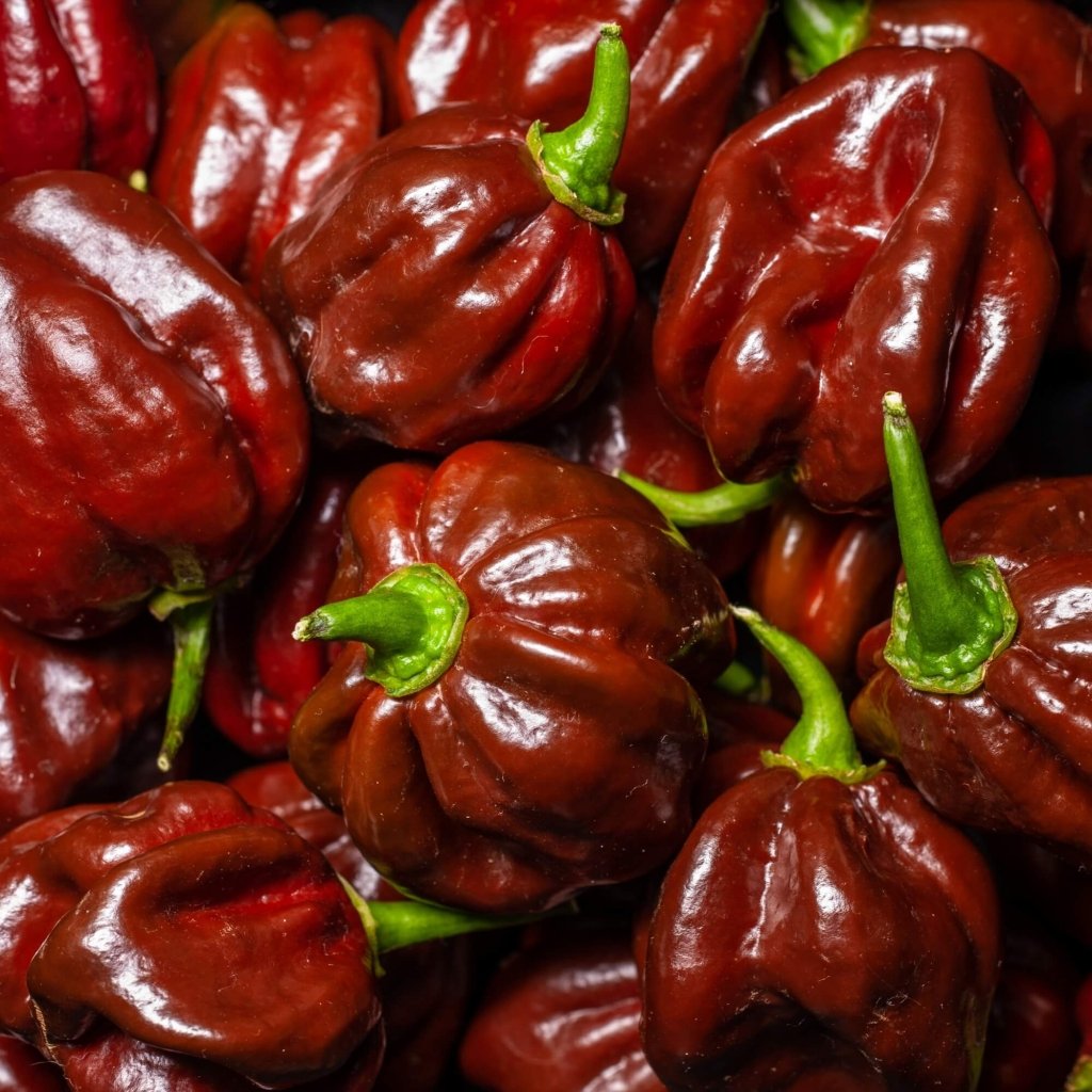 Chilli - Trinidad 7 Pod Burgundy seeds - Happy Valley Seeds