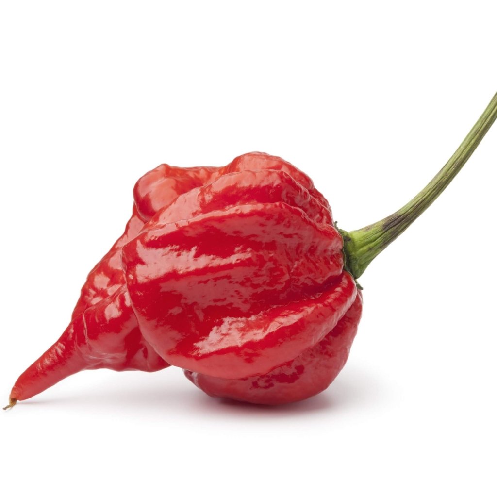 Chilli - Trinidad Scorpion Butch T seeds - Happy Valley Seeds