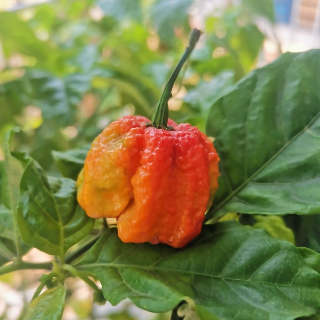 Chilli - Trinidad Scorpion Moruga CARAMEL seeds - Happy Valley Seeds