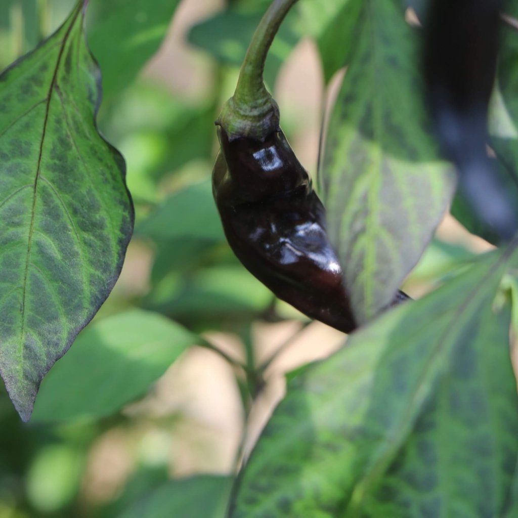 Chilli - Yaki Blue seeds - Happy Valley Seeds