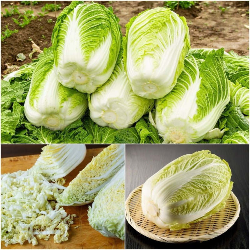 Buy Chinese Cabbage Kyoto seeds Online Happy Valley Seeds