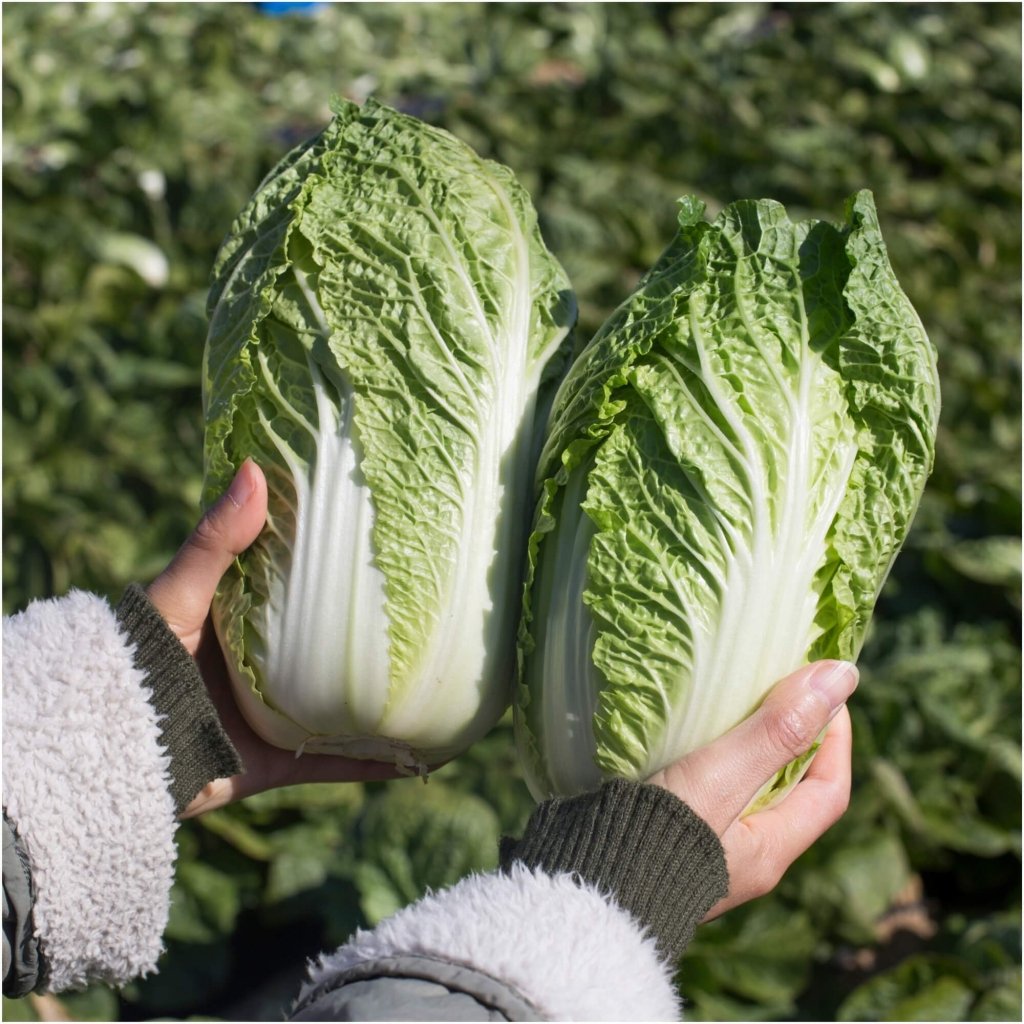 Chinese Cabbage - Matilda F1 seeds - Happy Valley Seeds