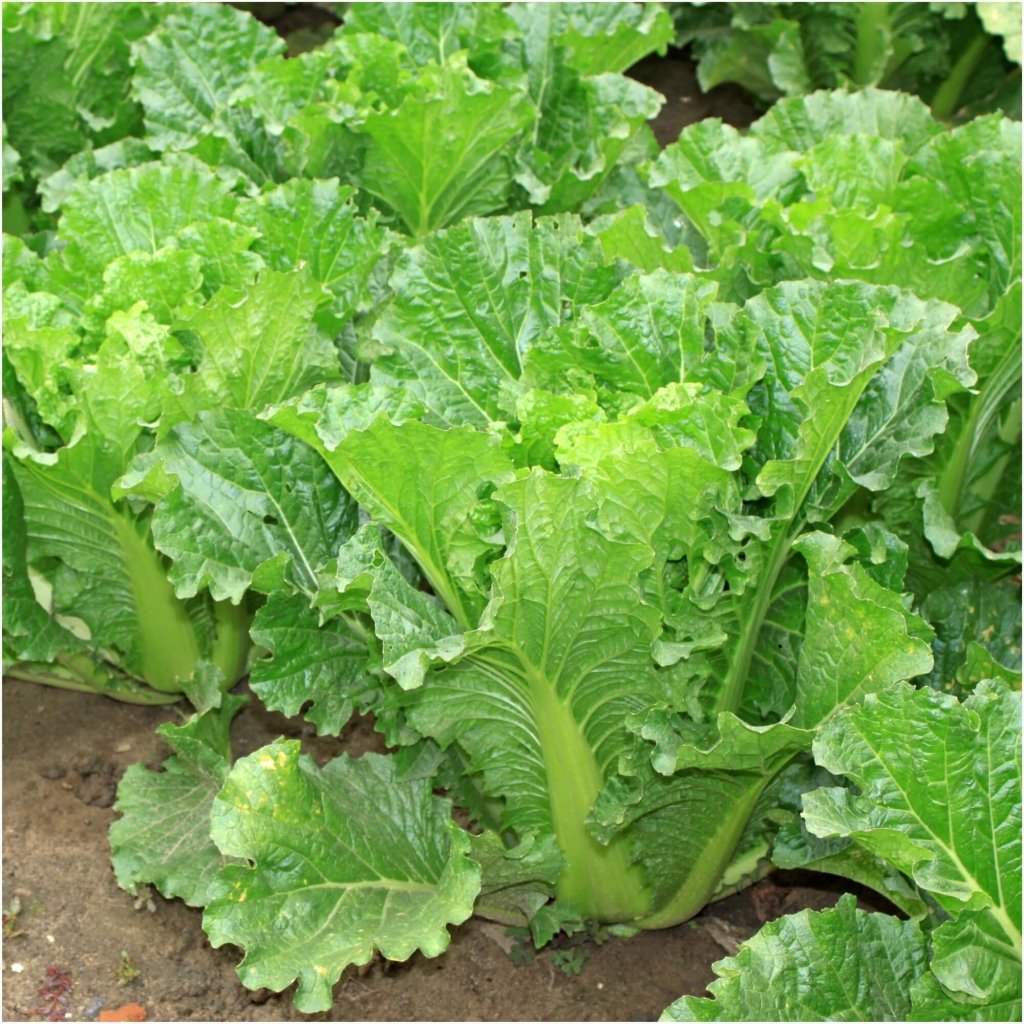 Chinese Cabbage - Michihli seeds - Happy Valley Seeds
