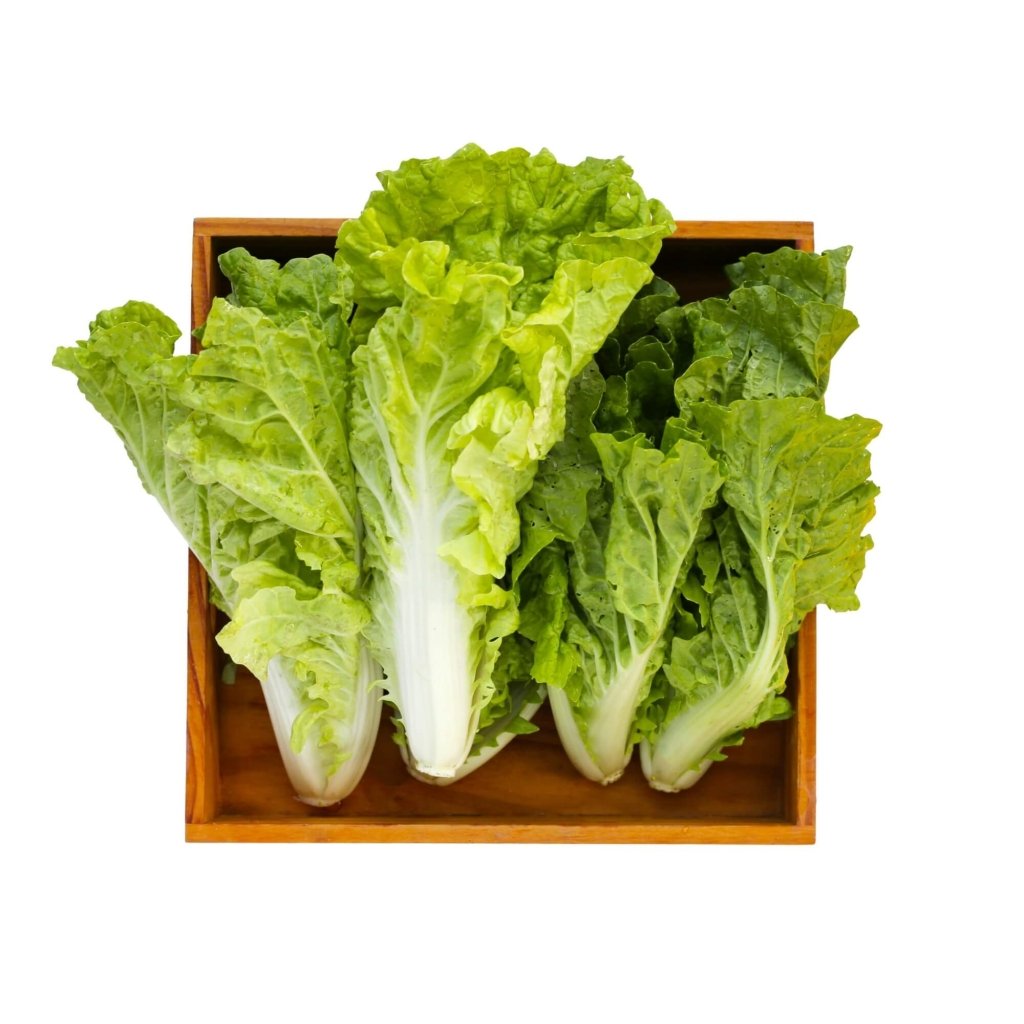 Chinese Cabbage - Tokyo Bekana seeds - Happy Valley Seeds
