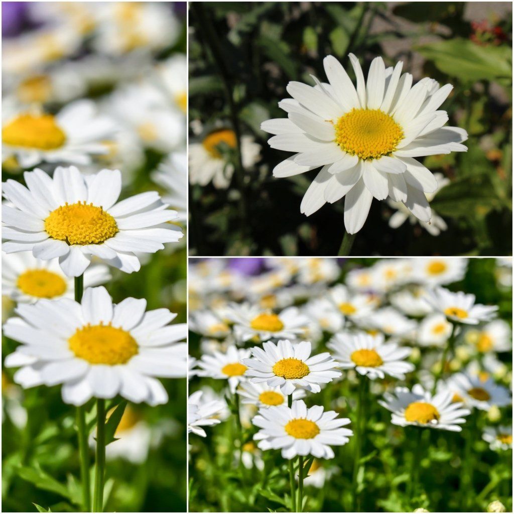 Chrysanthemum - Alaska seeds - Happy Valley Seeds