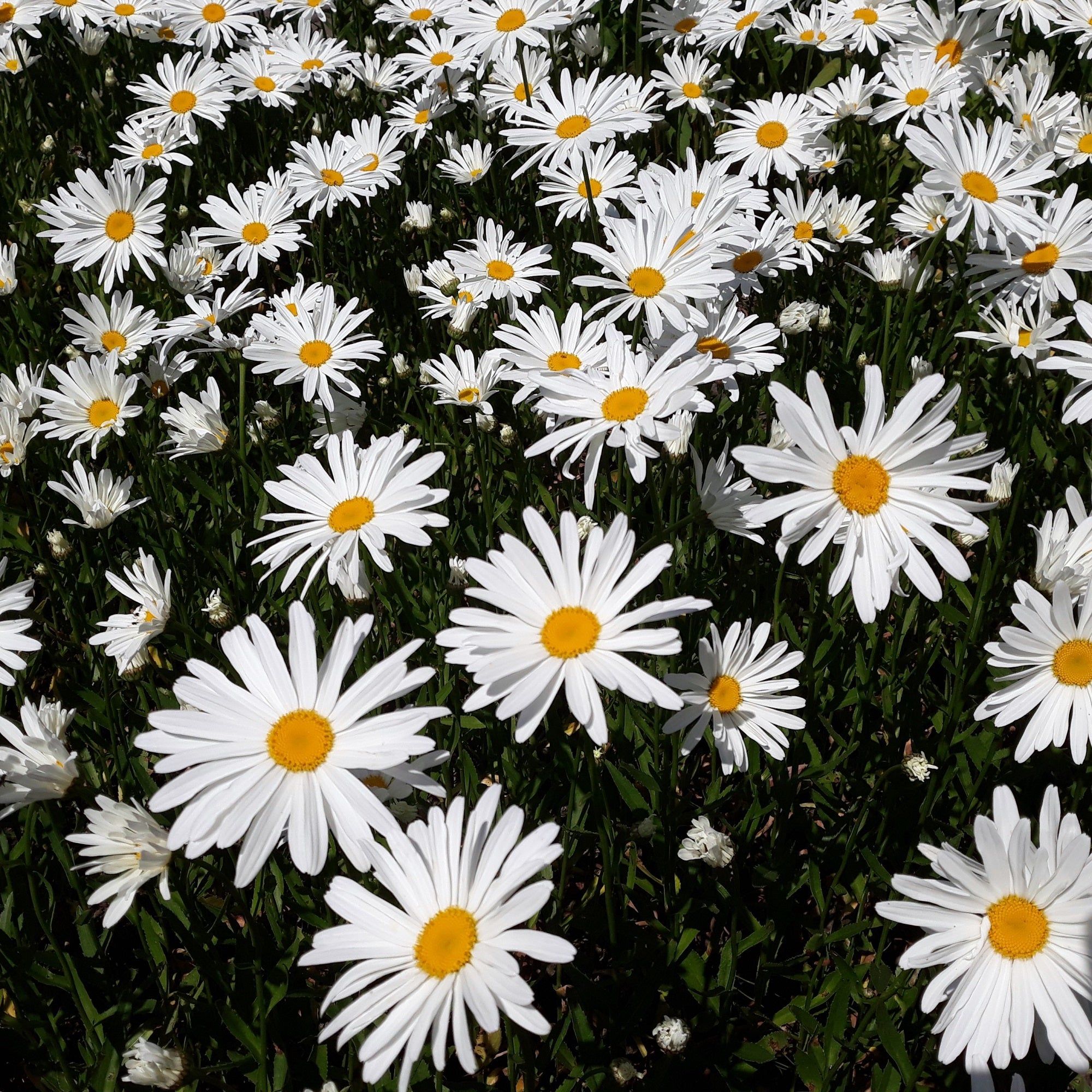 Chrysanthemum - May Queen seeds