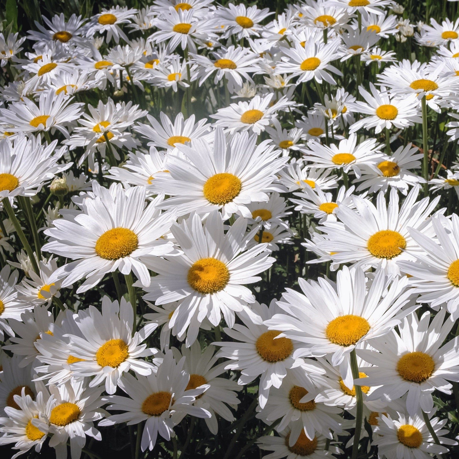 Chrysanthemum - Pure White seeds
