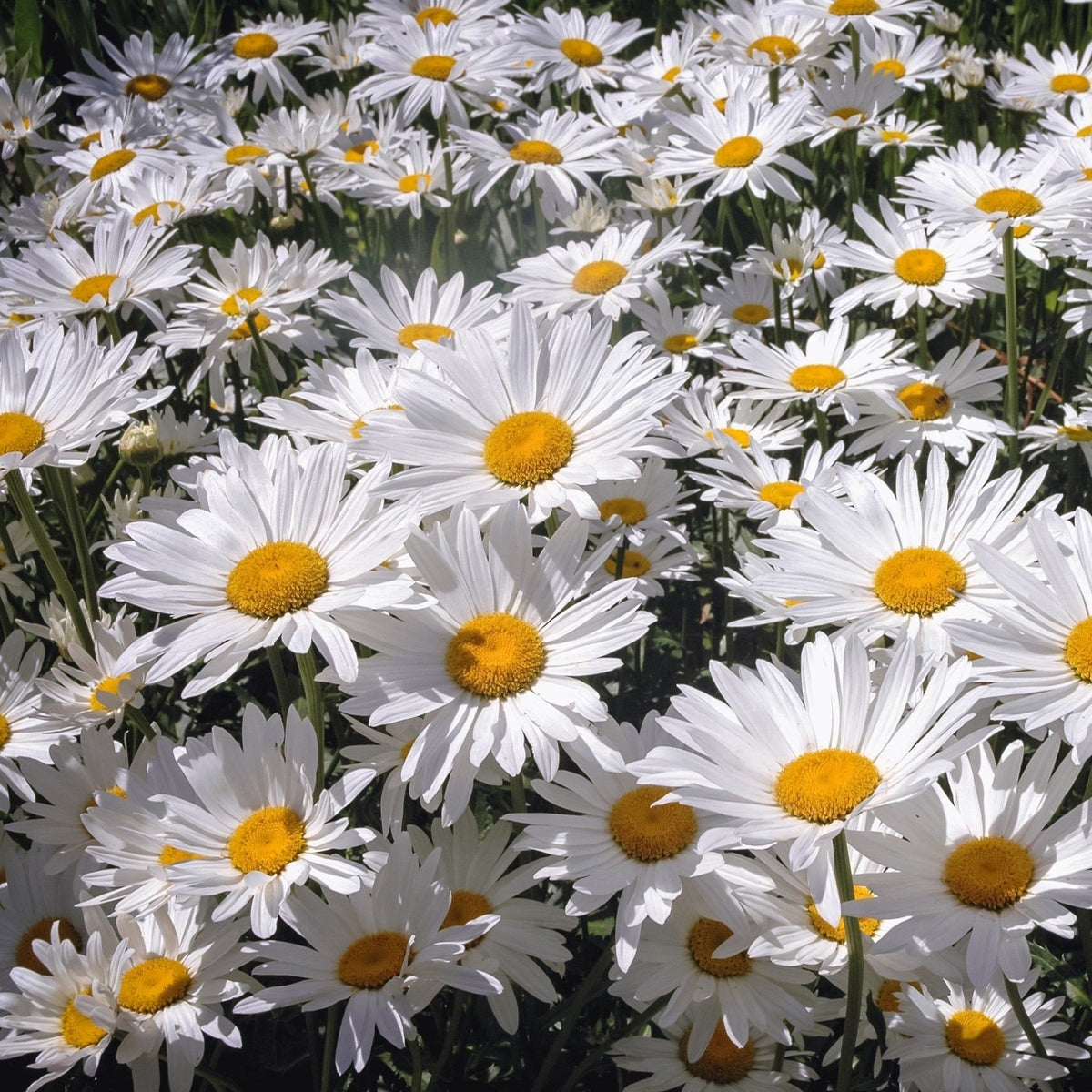 Buy Chrysanthemum Pure White seeds Online Happy Valley Seeds