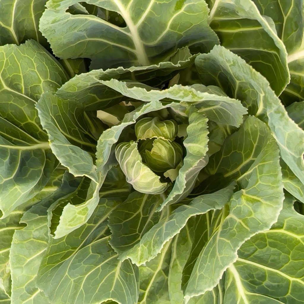 Collards - Vates seeds - Happy Valley Seeds