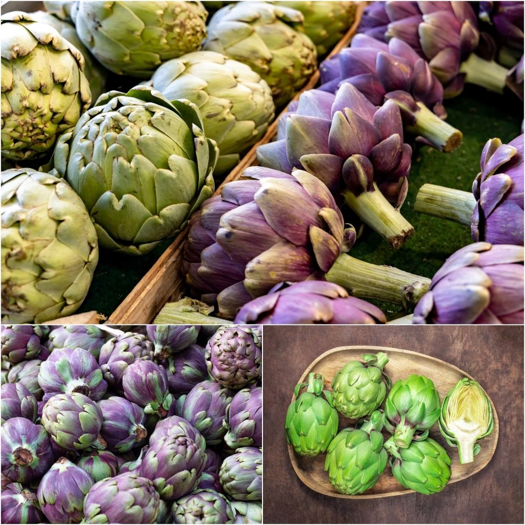 [COMBO 2 PACKS] Artichoke - Green & Purple seeds - Happy Valley Seeds