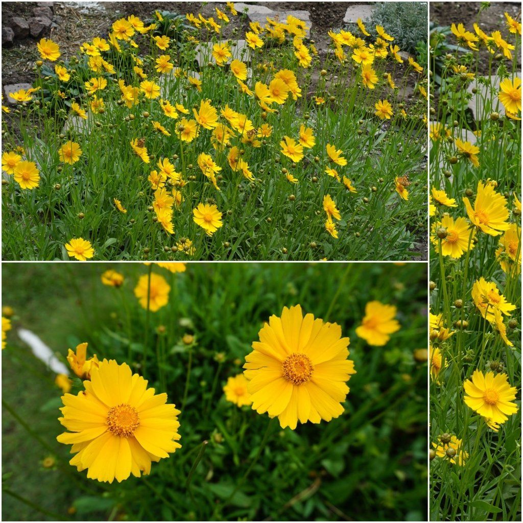 Coreopsis - Mayfield Giants seeds - Happy Valley Seeds