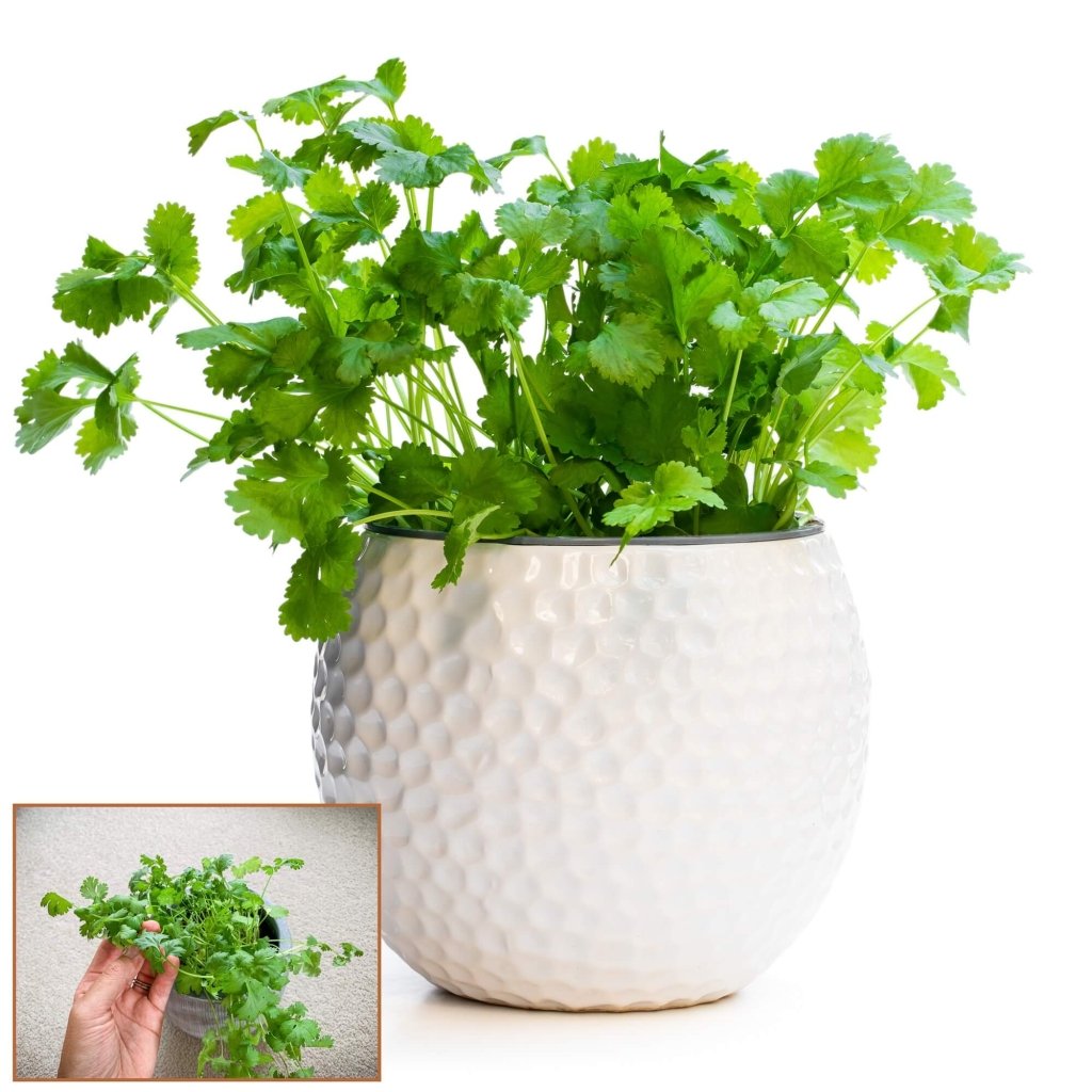 Coriander - Pot Selection seeds - Happy Valley Seeds