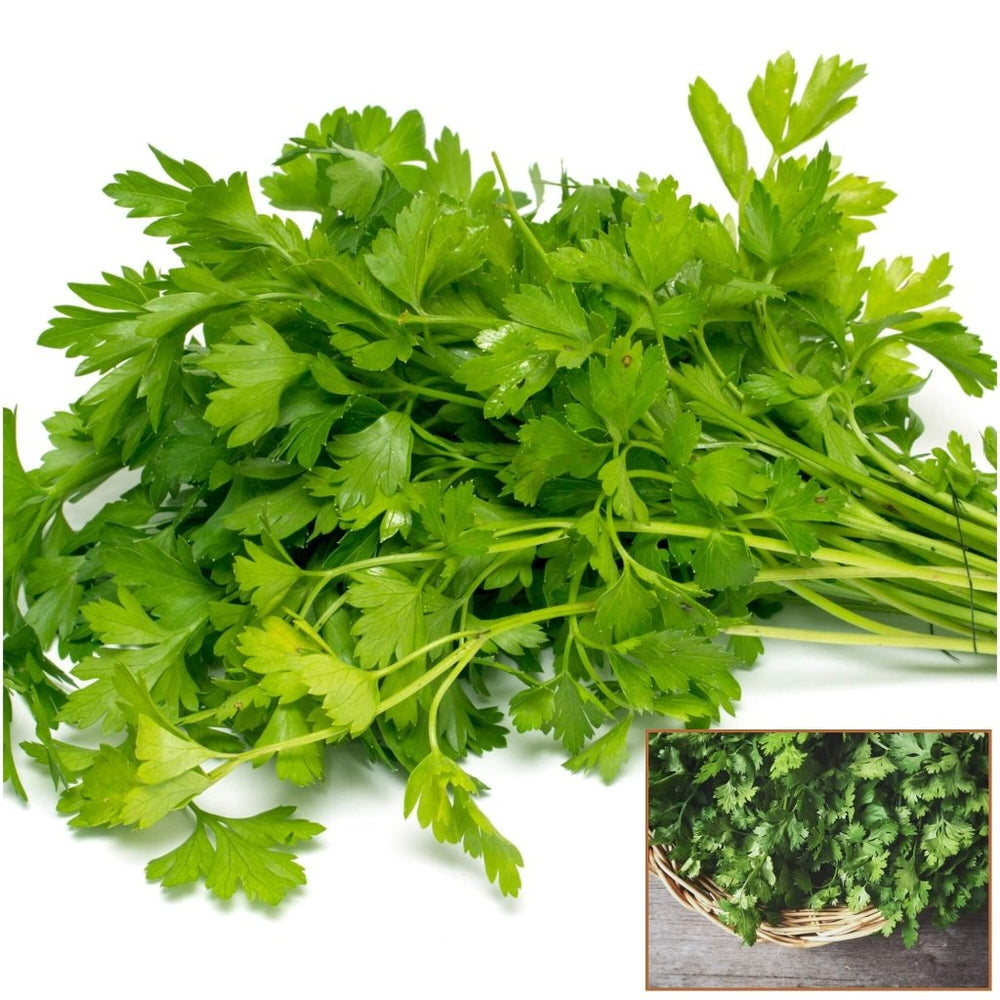 Buy Coriander Slow Bolt seeds Online Happy Valley Seeds