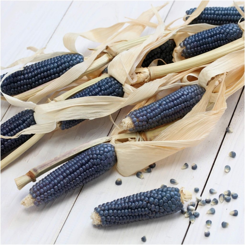 Corn - Hopi Blue seeds - Happy Valley Seeds