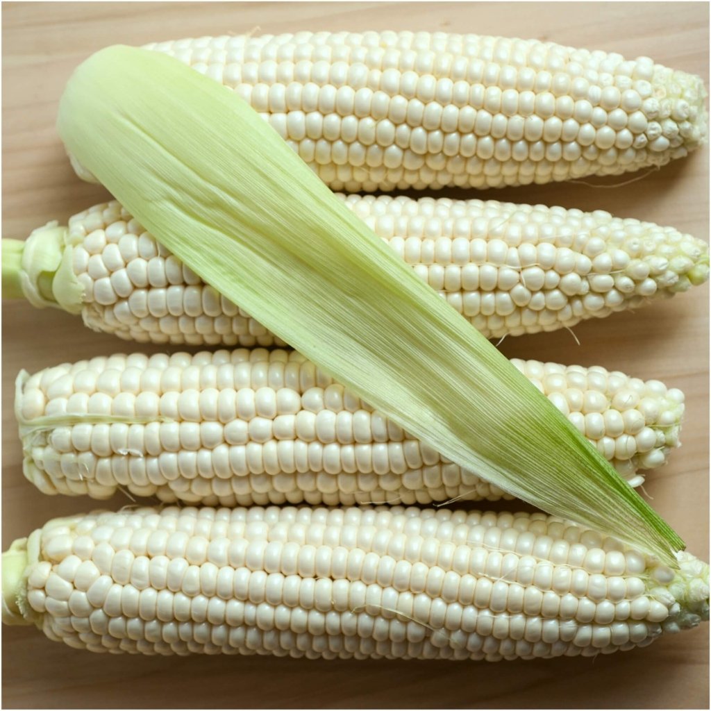 Corn - Maize Macleay Valley White seeds - Happy Valley Seeds