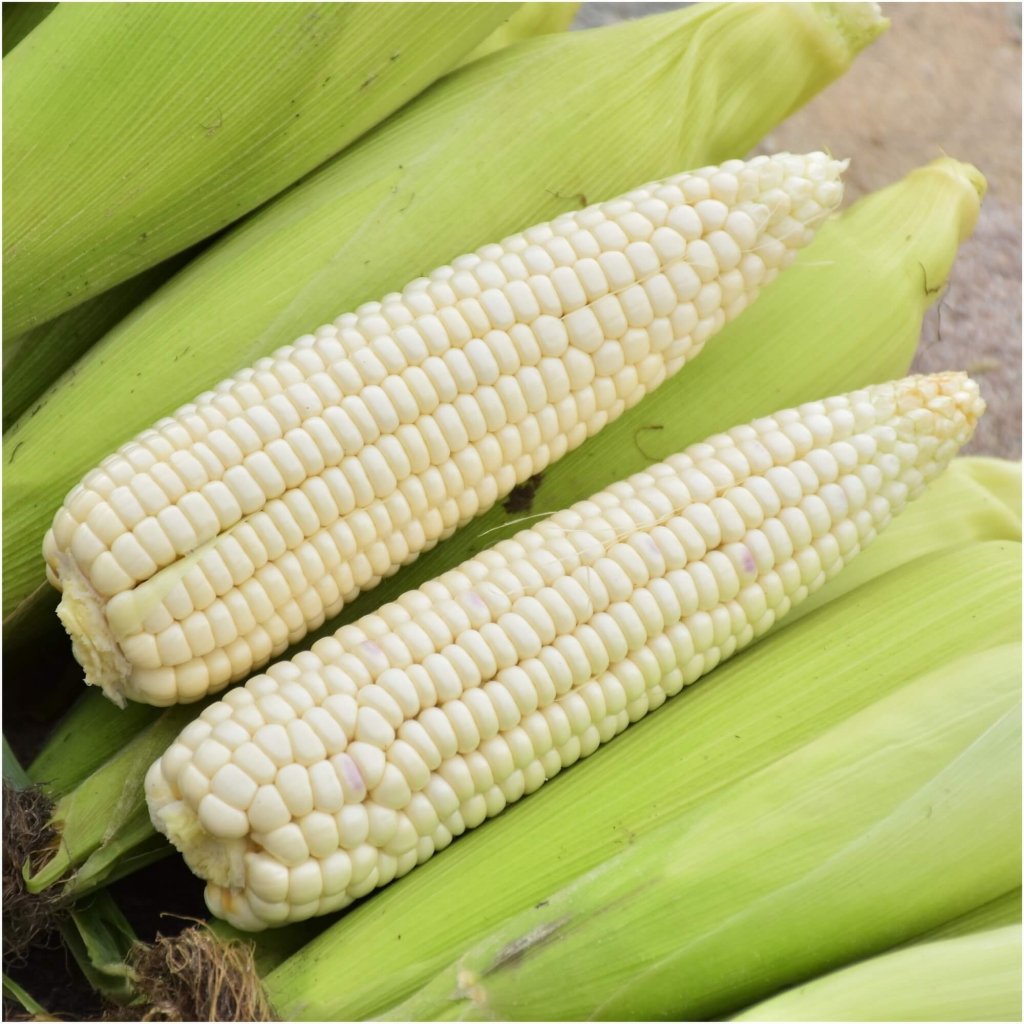 Corn - Maize Silvermine seeds - Happy Valley Seeds