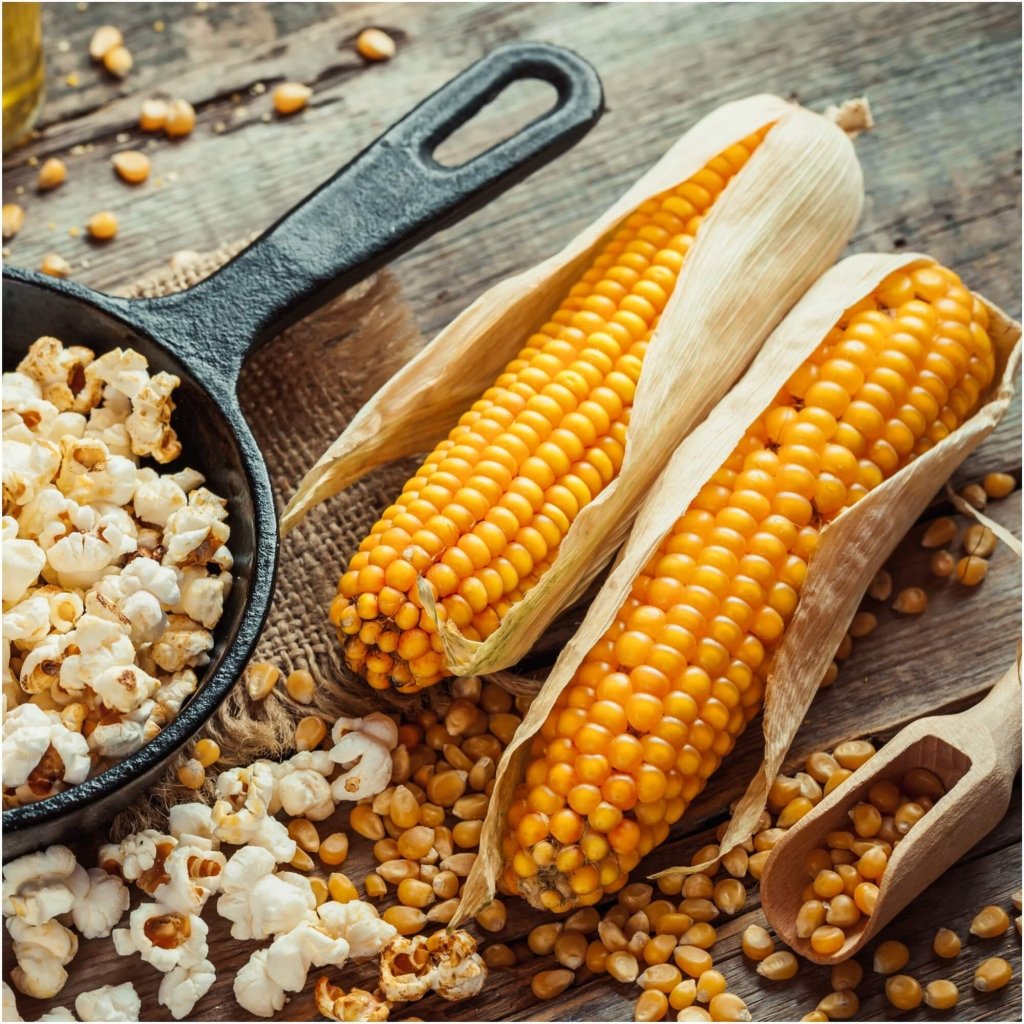 Corn - Popcorn Popping seeds - Happy Valley Seeds