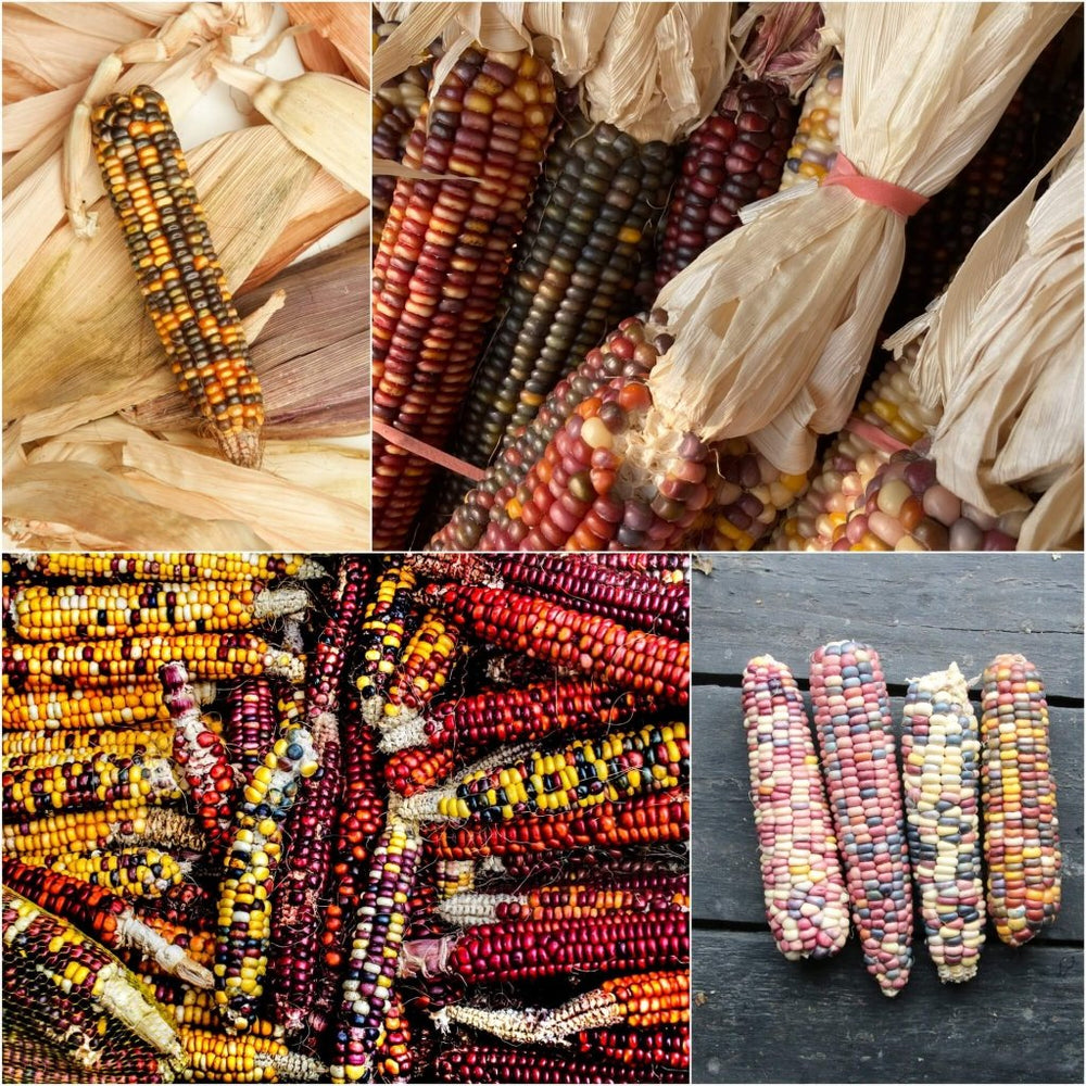 Buy Corn Seeds Online | Happy Valley Seeds