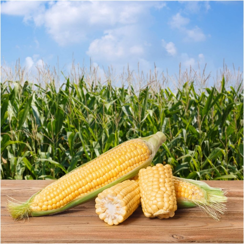 Corn Sweet - Jolly Roger seeds - Happy Valley Seeds