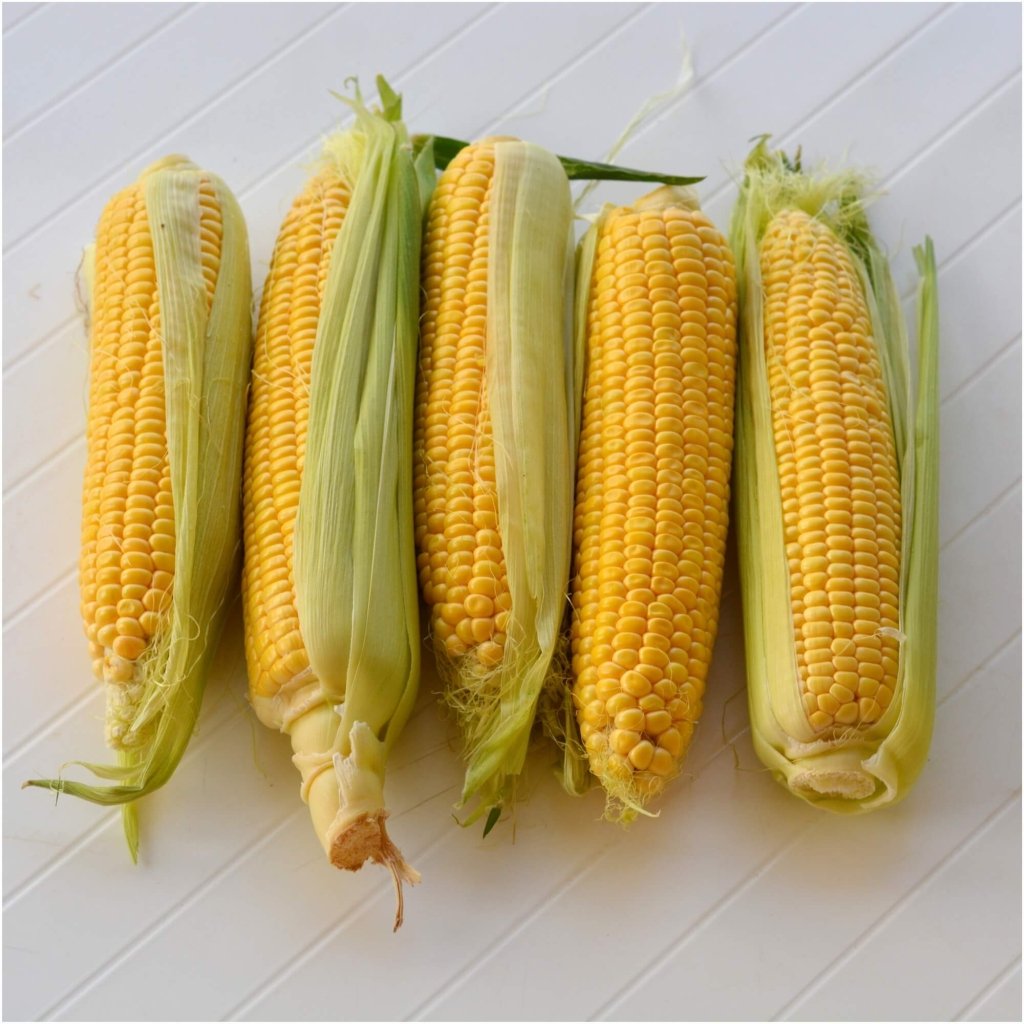 Corn Sweet - Legacy seeds - Happy Valley Seeds