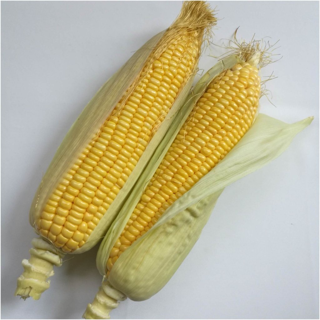 Corn Sweet - Max F1 seeds - Happy Valley Seeds