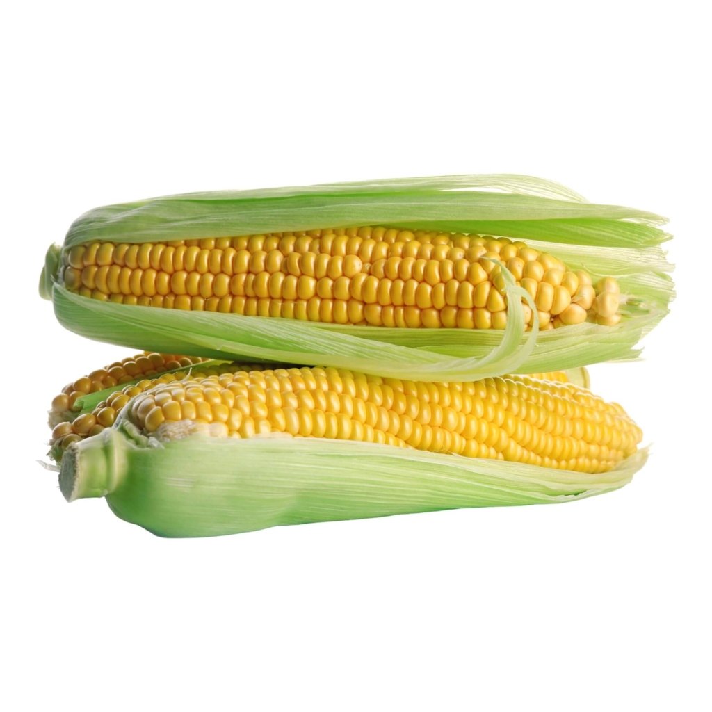 Corn Sweet - Sentinel F1 seeds - Happy Valley Seeds