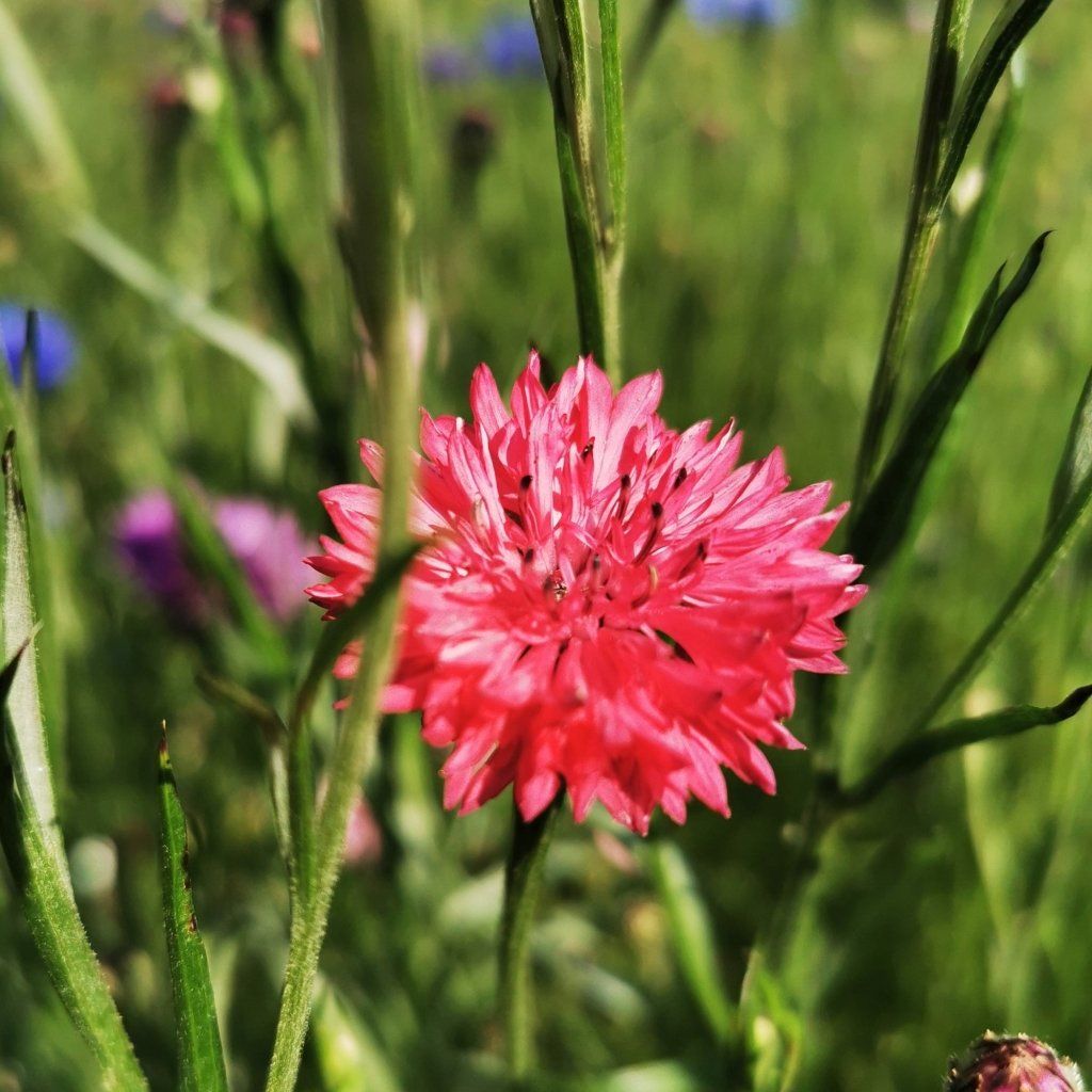 Cornflower - Red Ball (Centaurea) seeds - Happy Valley Seeds