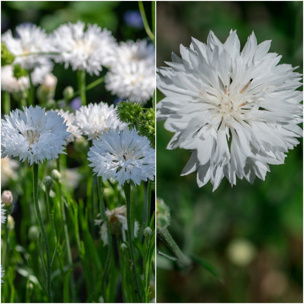 Cornflower - White Ball (Centaurea) seeds - Happy Valley Seeds