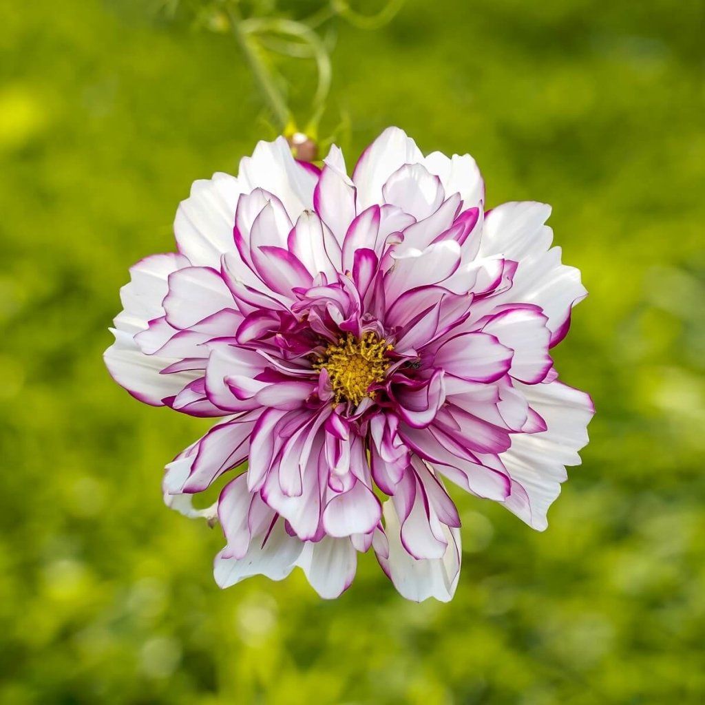 Cosmos - Bicolour Mix seeds