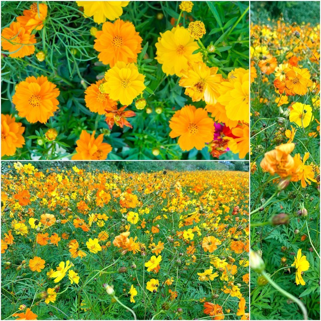 Cosmos - Carpet Formula Mix seeds - Happy Valley Seeds