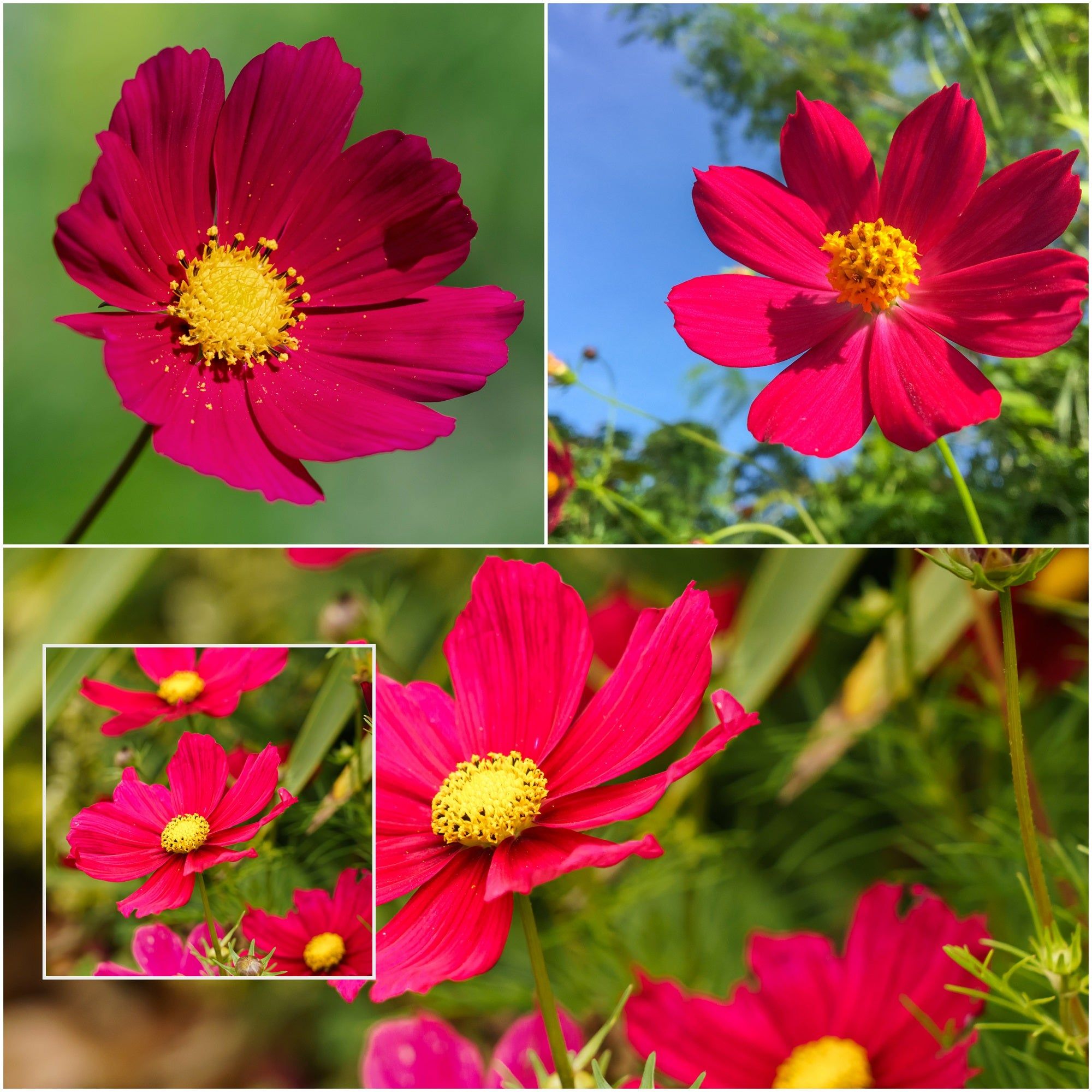 Cosmos - Sensation Dazzler seeds