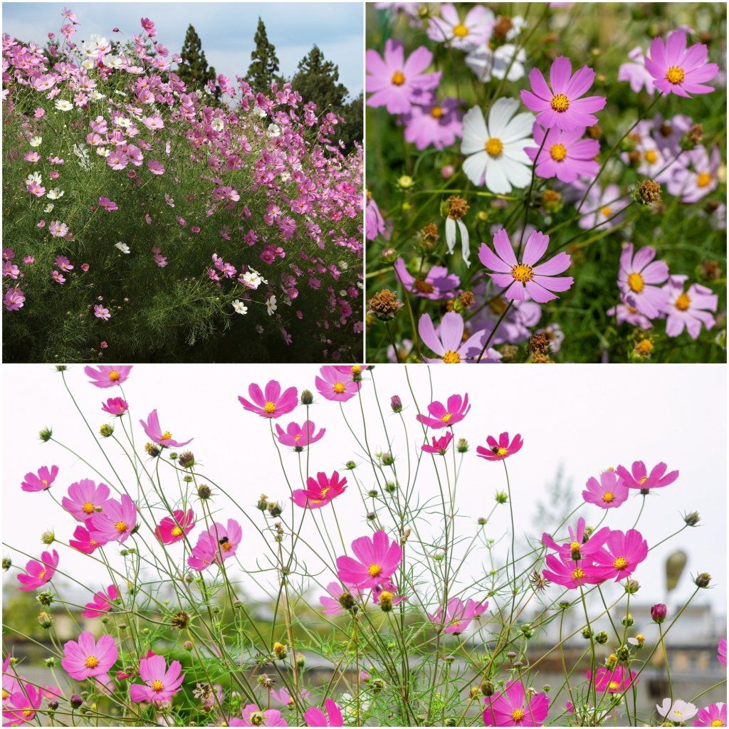 Cosmos - Tall Sensation Mixed seeds - Happy Valley Seeds
