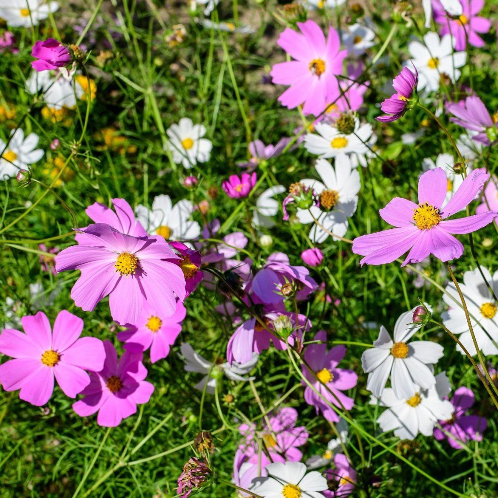 Cosmos - Versailles Mixed seeds