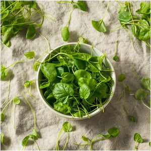 Cress - American Upland seeds