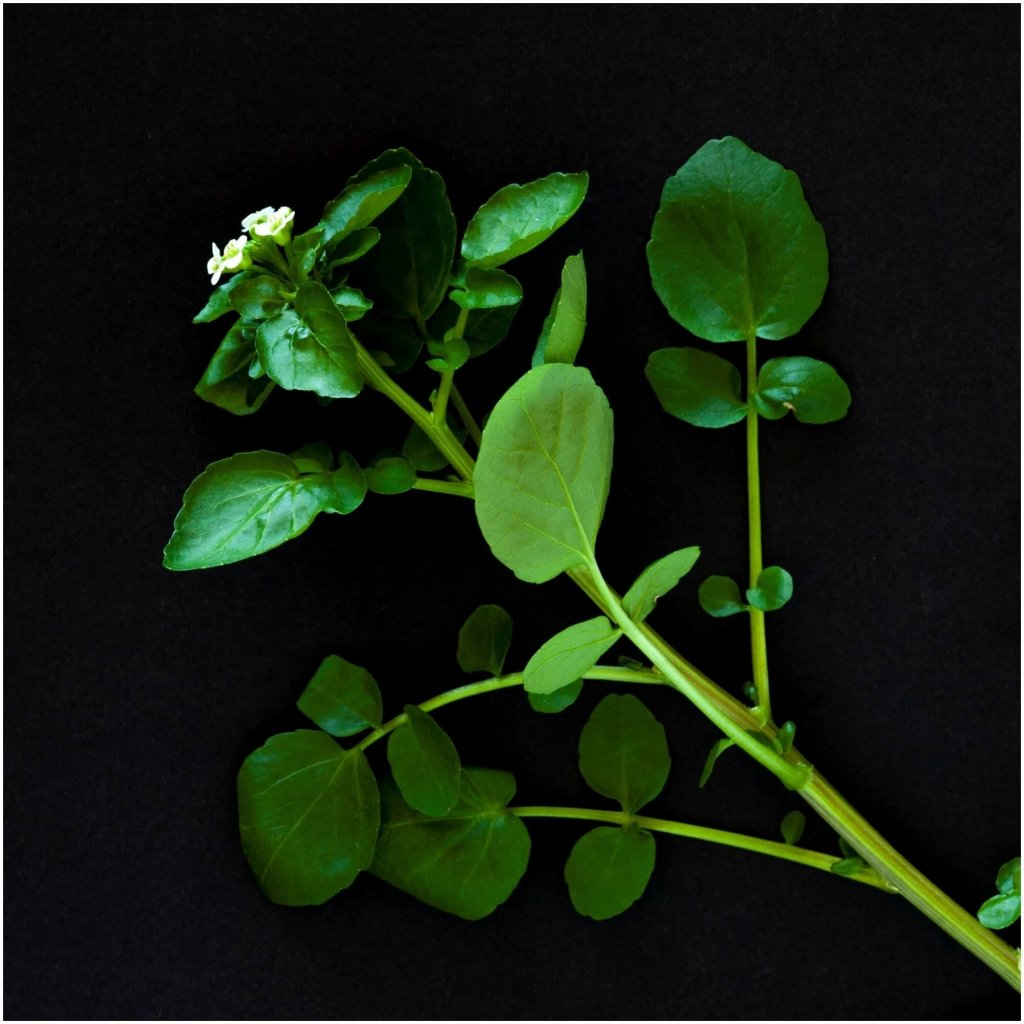 Cress - Aqua Large Leaved seeds - Happy Valley Seeds