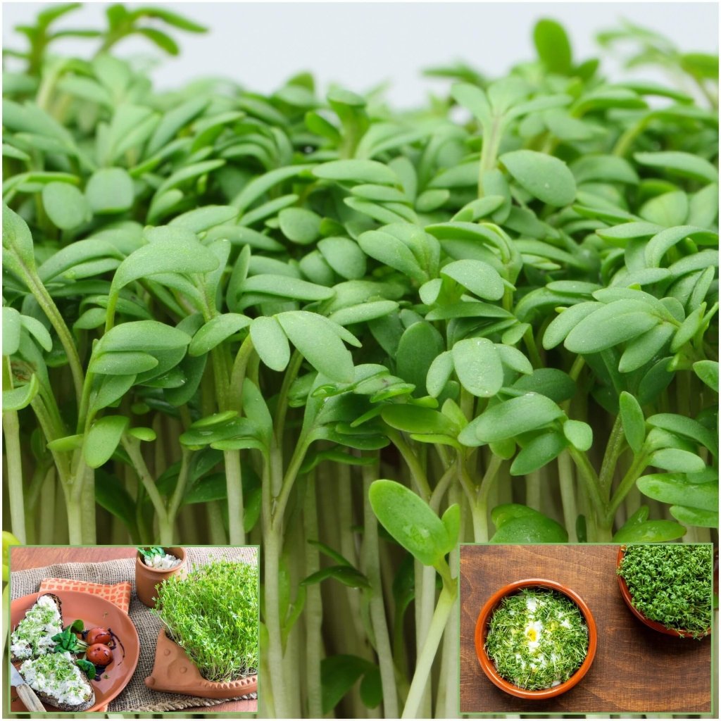 Cress - Extra Curled seeds - Happy Valley Seeds