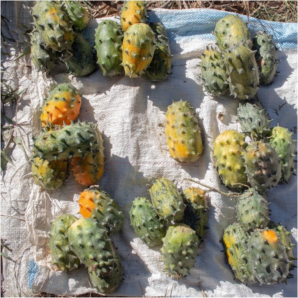 Cucumber - African Horned seeds - Happy Valley Seeds