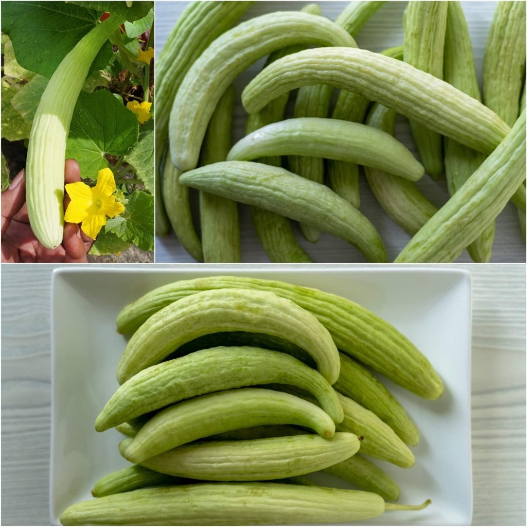 Cucumber - Armenian seeds - Happy Valley Seeds