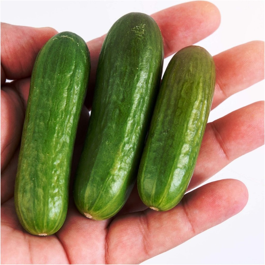 Cucumber - Baby Snack Poco F1 seeds - Happy Valley Seeds