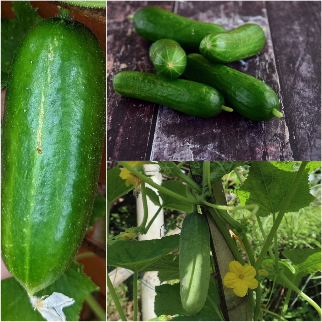Cucumber - Beit Alpha (Lebanese) seeds - Happy Valley Seeds