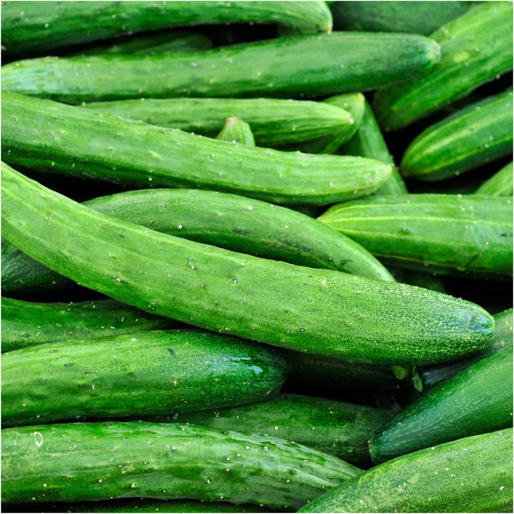 Cucumber - Burpless Tasty Green F1 seeds - Happy Valley Seeds