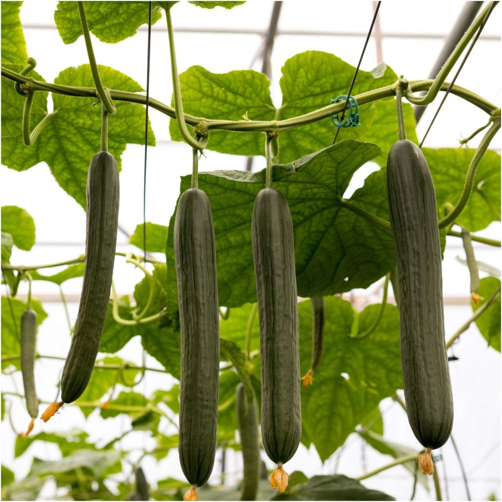 Cucumber - Continental DOM F1 seeds - Happy Valley Seeds